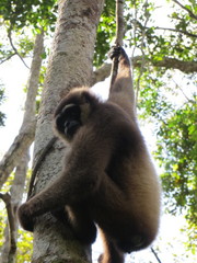 Hylobates albibarbis