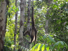 Hylobates albibarbis