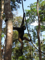 Hylobates albibarbis