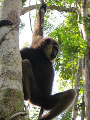 Hylobates albibarbis