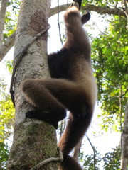 Hylobates albibarbis