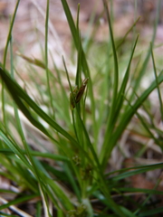 Carex tonsa rugosperma