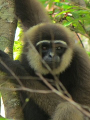 Hylobates albibarbis