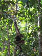 Hylobates albibarbis