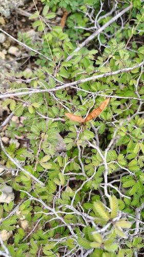 Calliandra conferta
