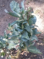 Brassica oleracea capitata