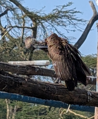 iNaturalist image