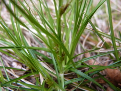Carex tonsa rugosperma
