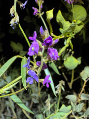 Glycine canescens, photograph (c) Tyler Anthony, some rights reserved (CC BY)