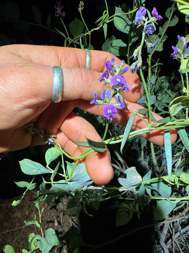 Glycine canescens, photograph 5