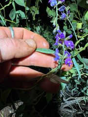 Glycine canescens, photograph (c) Tyler Anthony, some rights reserved (CC BY)