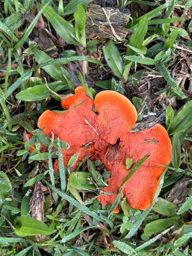 Southern Cinnabar Polypore