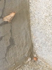 Orthopygia repetita