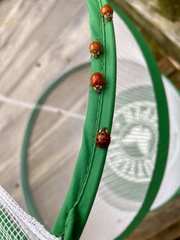 Harmonia axyridis