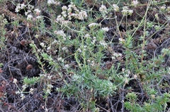 Eriogonum fasciculatum