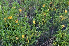 Diplacus longiflorus