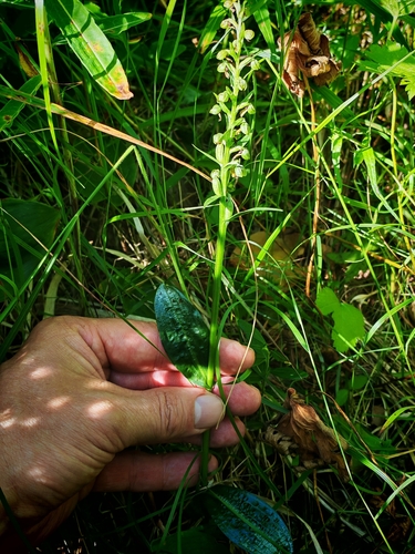 Frog Orchid