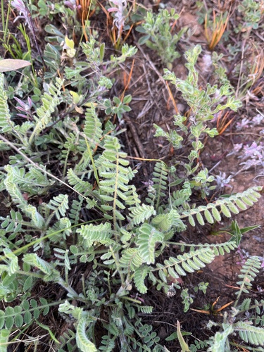 Astragalus sesameus