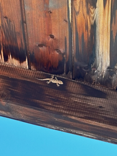 Moorish Gecko