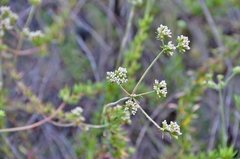Eriogonum fasciculatum
