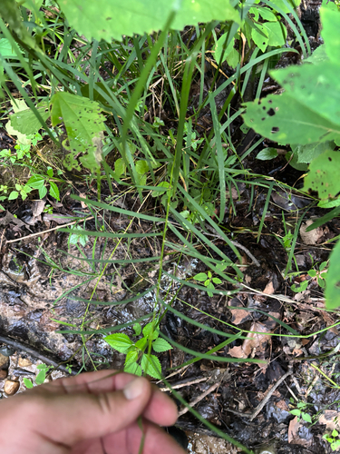 iNaturalist observation photo of Fowl Mannagrass