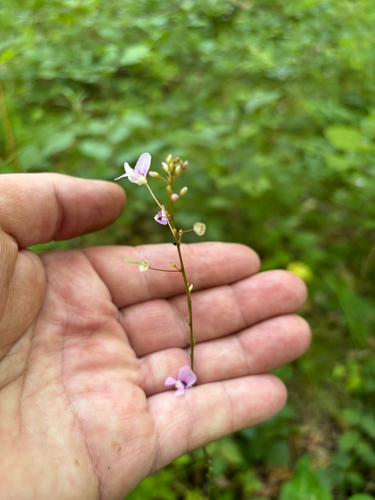 iNaturalist observation photo of naked-flowered tick-trefoil