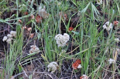 Eriogonum fasciculatum
