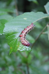 Hemileuca maia