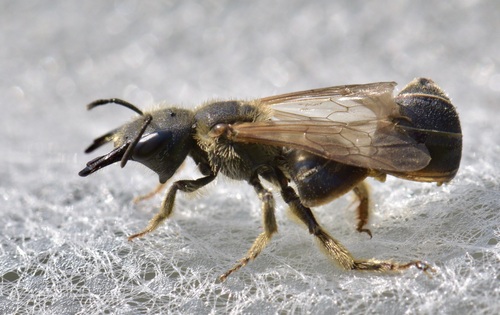 Ligated Furrow Bee photo 3