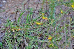 Acmispon glaber