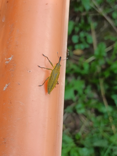 Lixus iridis