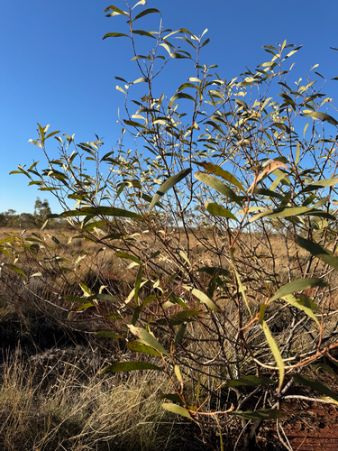 Acacia cowleana, photograph 4
