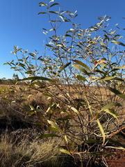 Tyler Anthony, CC BY, iNaturalist via GBIF Acacia cowleana, photograph Tyler Anthony, CC BY, iNaturalist via GBIF