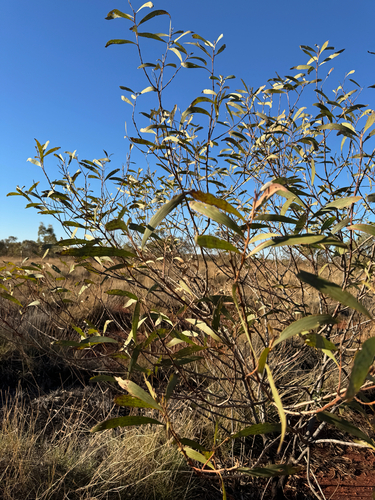 Acacia cowleana, photograph 5