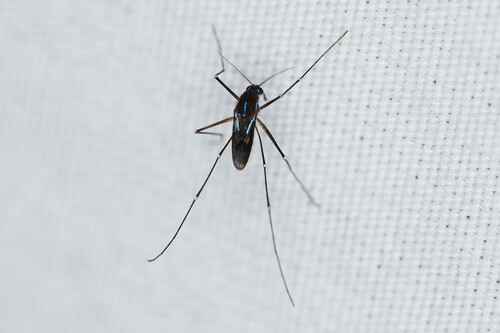 Sapphire-striped Mosquito photo 4