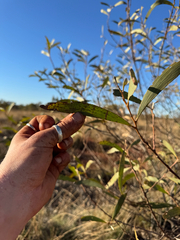 Tyler Anthony, CC BY, iNaturalist via GBIF Acacia cowleana, photograph Tyler Anthony, CC BY, iNaturalist via GBIF
