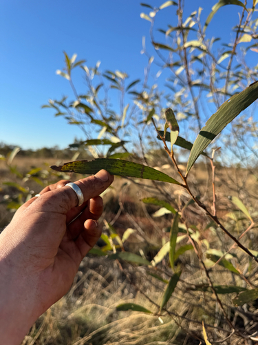 Acacia cowleana