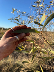 Tyler Anthony, CC BY, iNaturalist via GBIF Acacia cowleana, photograph Tyler Anthony, CC BY, iNaturalist via GBIF