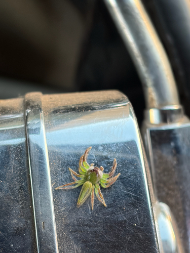 Green Jumping Spider