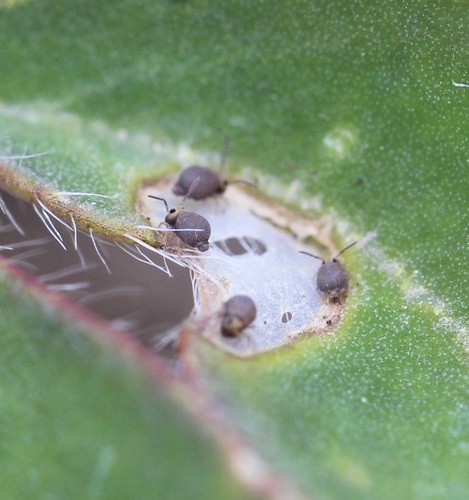 Garden Springtail, New York, US, photo 10 of 10