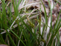 Carex tonsa rugosperma