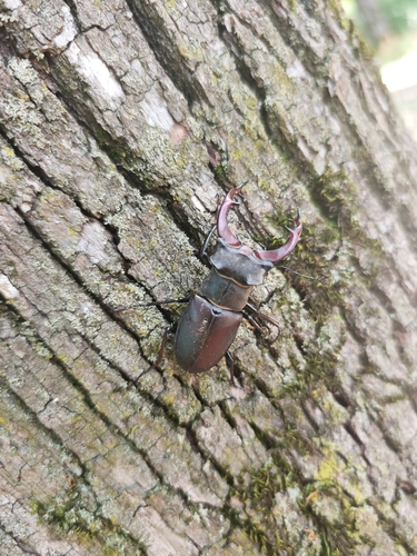 European Stag Beetle
