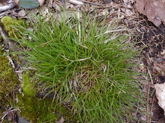 Carex tonsa rugosperma