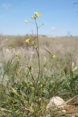 Bunias erucago