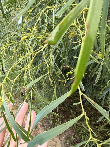 Acacia rostellifera observed 2026-07-19