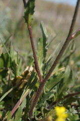 Bunias erucago