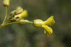 Bunias erucago