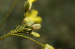 Bunias erucago