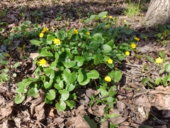 Ficaria verna
