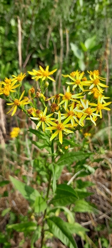 Alpine Ragwort